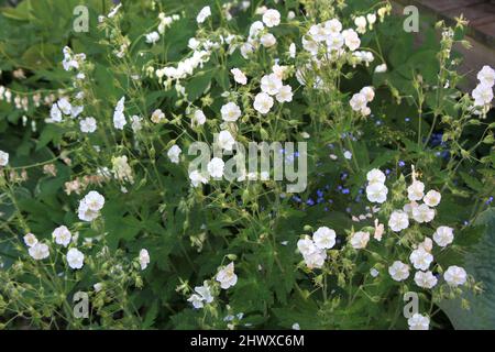 Album de géranium phaeum (Cranesbill) Banque D'Images