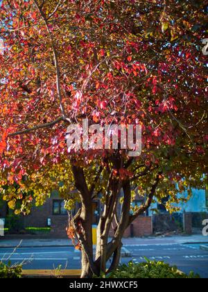 Cerisier urbain plein de cadre dans un feuillage flamboyant, illuminé du côté par la lumière liquide du soleil automnal. Banque D'Images
