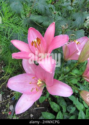 Lilium 'Chianti' (nénuphar asiatique) Banque D'Images