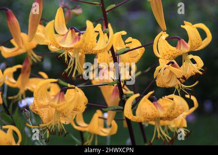 Lilium citronnelle (nénuphar asiatique) Banque D'Images