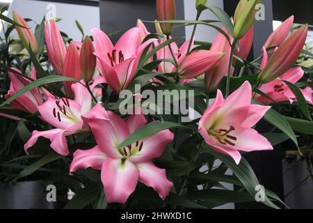 Lilium 'Master' (nénuphars orientaux) Banque D'Images