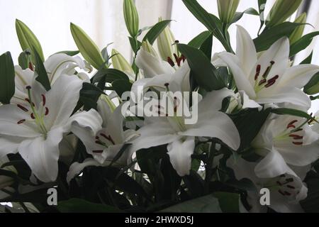 Lilium 'Santander' (nénuphar oriental) Banque D'Images