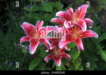 Lilium 'Stargazer' (nénuphars orientaux) Banque D'Images