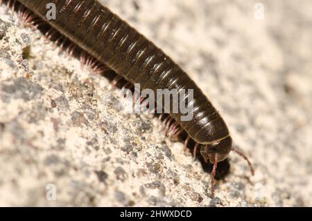 Millipède portugais Ommatoiulus moreleti à Santa Cruz de la Palma. La Palma. Îles Canaries. Espagne. Banque D'Images