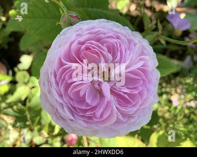 Rosa 'Queen Anne' (rose arbuste) - David Austin Banque D'Images