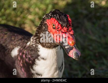 Face du canard de Muscovy, Cairina moschata, introduit en Australie, originaire de l'Amérique centrale et du Sud. Noir et blanc avec des grumeaux rouges sur la face. Queensland. Banque D'Images