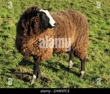 Les Zwartbles reproduisent des moutons dans les champs sur des terres agricoles en Irlande rurale Banque D'Images