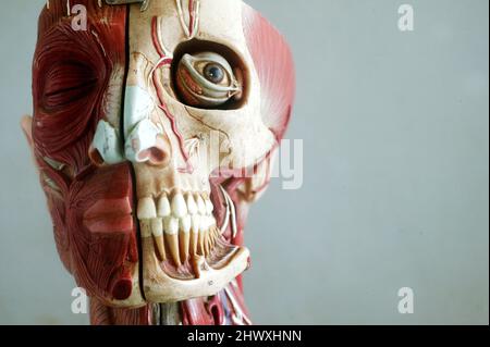 Modèle anatomique montrant les muscles et les veines de la tête. Les modèles anatomiques sont couramment utilisés dans l'enseignement des médecins car ils sont beaucoup plus clairs Banque D'Images