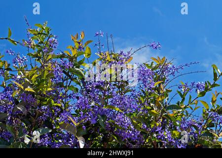 Fleurs de vigne en papier de verre (Petrea volubilis) à Tiradentes, Brésil Banque D'Images