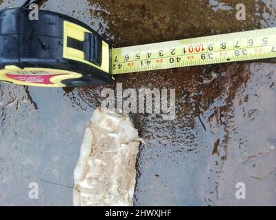 Épine dorsale de requin pèlerin (section arrière) trouvée sur la plage de Southbourne, Dorset, Royaume-Uni après les tempêtes du 01 mars 2022, mesurant plus de 1,2m. Les requins-basques sont le deuxième plus grand requin au monde et peuvent croître à 12m long crédit: Ali Wood/Alamy Live News Banque D'Images