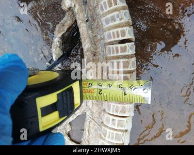 Épine dorsale de requin pèlerin (section arrière) trouvée sur la plage de Southbourne, Dorset, Royaume-Uni après les tempêtes du 01 mars 2022, mesurant plus de 1,2m. Les requins-basques sont le deuxième plus grand requin au monde et peuvent croître à 12m long crédit: Ali Wood/Alamy Live News Banque D'Images