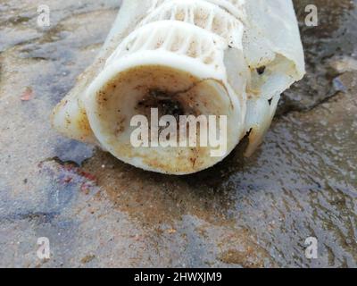 Épine dorsale de requin pèlerin (section arrière) trouvée sur la plage de Southbourne, Dorset, Royaume-Uni après les tempêtes du 01 mars 2022, mesurant plus de 1,2m. Les requins-basques sont le deuxième plus grand requin au monde et peuvent croître à 12m long crédit: Ali Wood/Alamy Live News Banque D'Images