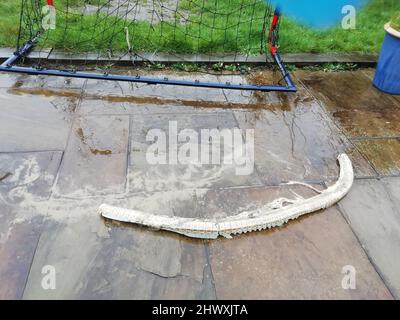 Épine dorsale de requin pèlerin (section arrière) trouvée sur la plage de Southbourne, Dorset, Royaume-Uni après les tempêtes du 01 mars 2022, mesurant plus de 1,2m. Les requins-basques sont le deuxième plus grand requin au monde et peuvent croître à 12m long crédit: Ali Wood/Alamy Live News Banque D'Images