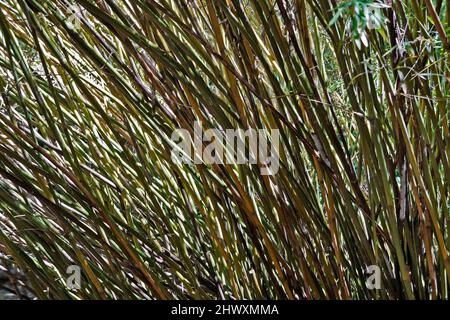 Forêt de bambou (détail) à Rio, Brésil Banque D'Images