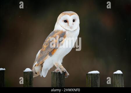 Hibou de la grange assis sur une clôture en bois devant le chalet de campagne, oiseau dans l'habitat urbain, brouette sur le mur, République tchèque. Hiver sauvage et neige wi Banque D'Images