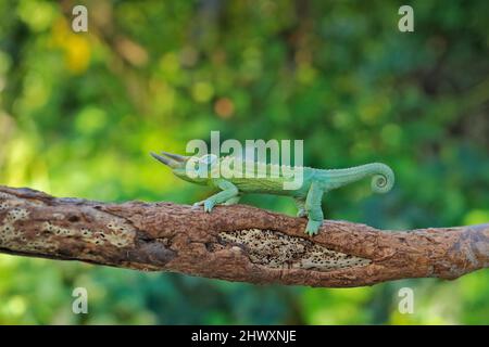 Chameleon de Jackson, Trioceros jacksonii, assis sur la branche dans l'habitat forestier. Reptile vert endémique exotique magnifique avec longue queue de Madagas Banque D'Images