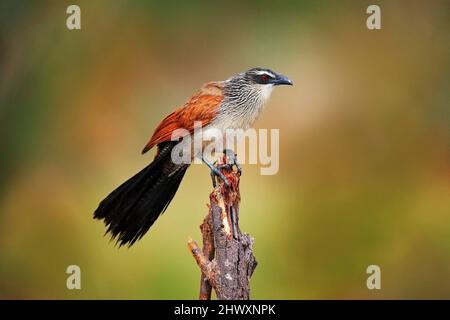 Coucal brun blanc ou cuckoo larmé, Centropus superciliosus, espèce d'oiseau de la famille des Cuculidae, assis en branche dans la nature sauvage. Cou de gros oiseau Banque D'Images