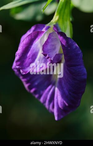 La fleur de pois de papillon violet est si belle Banque D'Images