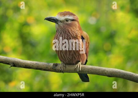 Rouleau violet, Coracias naevius, ou roufous-couronne rouleau, oiseau répandu en Afrique subsaharienne, assis sur la branche avec belle fleur végétati Banque D'Images