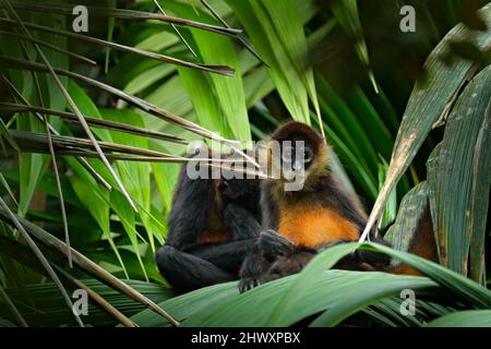 Singe araignée sur le palmier. Faune verte du Costa Rica. Singe araignée à main noire assis sur la branche de l'arbre dans la forêt tropicale sombre. Animal dans Banque D'Images