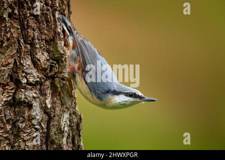 Nuthatch dans l'habitat naturel. Nuthatch eurasien, Sitta europaea, magnifique oiseau jaune et bleu-gris assis sur le tronc de l'arbre, oiseau dans le natu Banque D'Images