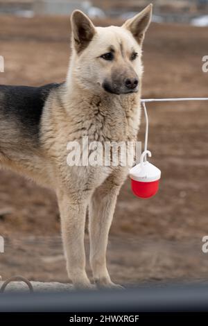 Race blanche de chien allemand de berger, pour pedigree brun de chien et vert sain, allemand d'été. Sheepdog noir octobre, protection ludique grande Banque D'Images