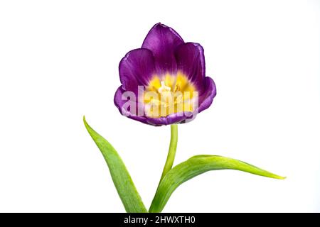 Magnifique tulipe violet solitaire photographiée sur fond blanc Uni Banque D'Images