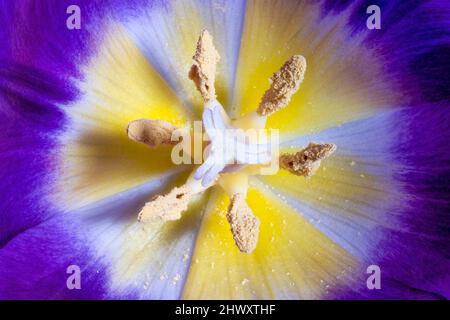 Gros plan d'une fleur de tulipe ouverte montrant la stigmatisation, le style, le Stamen, l'anthère et le pollen Banque D'Images