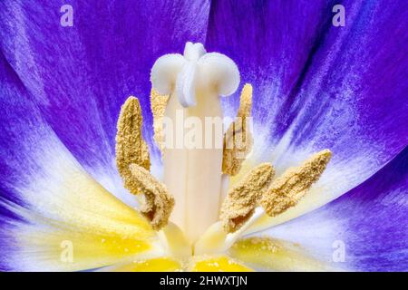 Gros plan d'une fleur de tulipe ouverte montrant la stigmatisation, le style, le Stamen, l'anthère et le pollen Banque D'Images