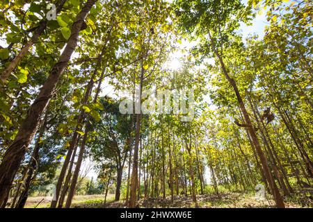 Teck vert forêt tropicale industrie du bois Banque D'Images
