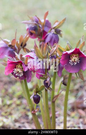 Des fleurs fleuries ont été enflées par un jour ensoleillé, également connu sous le nom de Noël ou de rose de Lenten.Helleborus Double Ellen Violet. Banque D'Images