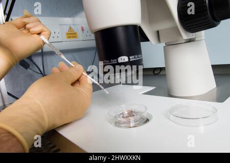 Avant l'implantation et pendant les acquisitions CT d'hormonothérapie sont effectuées pour garder un contrôle sur les ovaires de patients femelles. (Medicamage)(modèle libéré) Banque D'Images