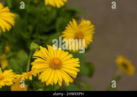 Fleur compacte semblable à une Marguerite qui ressemble à un Doronicum Leonardo et a de longs pétales jaune vif. Banque D'Images