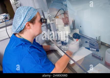 Un assistant de laboratoire récupère les œufs des échantillons prélevés dans l'utérus d'une patiente pendant la chirurgie. (Medicamage)(modèle libéré) Banque D'Images