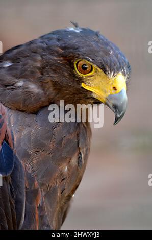 Portrait de Harris Hawk (Parabuteo unicinctus) vu du profil Banque D'Images