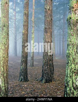 Forêt d'Écossais pins en brume, Newtown Common, Newbury, Berkshire, Angleterre, ROYAUME-UNI Banque D'Images