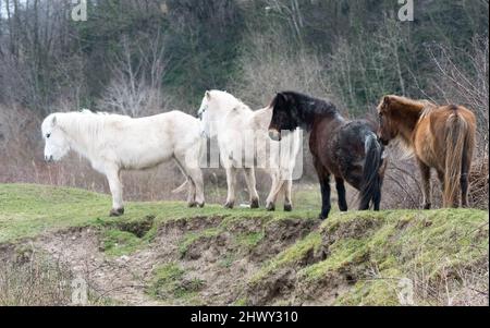 Poneys Cardeddau Banque D'Images