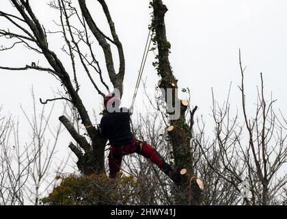 Un homme avec une tronçonneuse suspendu au-dessus du sol par des cordes pour plus de sécurité retire les branches avant d'abattre un grand arbre Banque D'Images