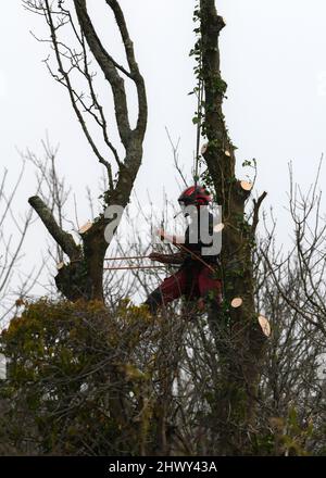 Un homme avec une tronçonneuse suspendu au-dessus du sol par des cordes pour plus de sécurité retire les branches avant d'abattre un grand arbre Banque D'Images