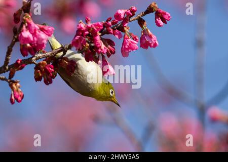 Un oeil blanc japonais, également connu sous le nom d'oeil blanc de montagne ou oeil blanc de Warbling, (Zosterops japonicus) se nourrissant des premiers cerisiers en fleurs au Japon Banque D'Images