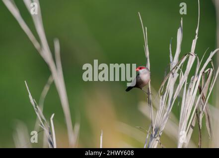 L'oiseau à cirbill commun, Estrilda astrild, perché dans la haute herbe dans un champ sur fond vert. Banque D'Images