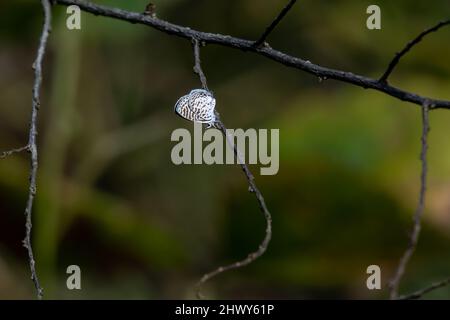 Petit papillon blanc, bleu Cassias sur une branche se distingue sur le fond sombre et moody de la forêt. Banque D'Images