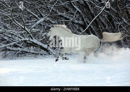 Beau cheval blanc de dressage court dans les bois d'hiver Banque D'Images