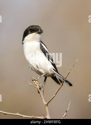 Southern fiscal, parc national de Pilanesberg Banque D'Images