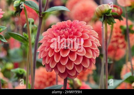 Type de boule Dahlia 'Zundert Mystery Fox' en fleur Banque D'Images