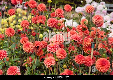 Type de boule Dahlia 'Zundert Mystery Fox' en fleur Banque D'Images