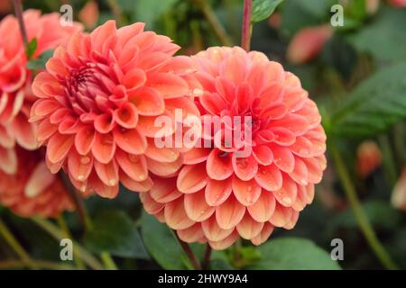 Type de boule Dahlia 'Zundert Mystery Fox' en fleur Banque D'Images