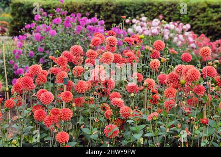 Type de boule Dahlia 'Zundert Mystery Fox' en fleur Banque D'Images