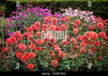 Type de boule Dahlia 'Zundert Mystery Fox' en fleur Banque D'Images