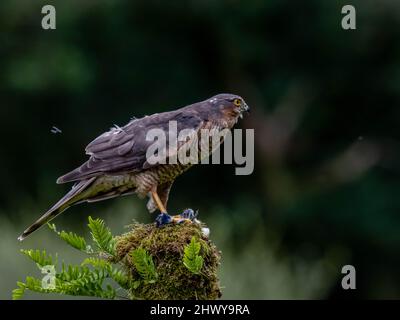 Oiseau de proie - Sparrowhawk (Accipiter nisus), également connu sous le nom de Sparrowhawk du nord ou de sparrowhawk assis sur un tronc recouvert de mousse. Banque D'Images